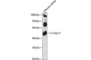 Western blot analysis of extracts of mouse kidney, using C1G antibody (ABIN6130827, ABIN6137746, ABIN6137747 and ABIN6216649) at 1:3000 dilution. (C1GALT1 antibody  (AA 194-363))