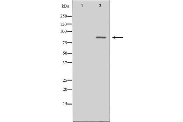 MAD1L1 antibody  (N-Term)