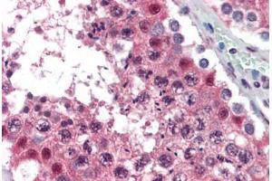 Human Testis (formalin-fixed, paraffin-embedded) stained with MAT2A antibody ABIN364446 at 10 ug/ml followed by biotinylated anti-mouse IgG secondary antibody ABIN481714, alkaline phosphatase-streptavidin and chromogen. (MAT2A antibody  (AA 1-395))