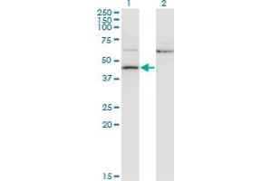 Western Blot analysis of AIFM2 expression in transfected 293T cell line by AMID monoclonal antibody (M13A), clone 2C6. (AIFM2 antibody  (AA 1-339))