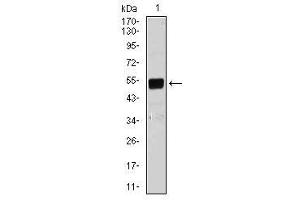 Image no. 1 for anti-BPI Fold Containing Family B, Member 1 (BPIFB1) antibody (ABIN1491265)