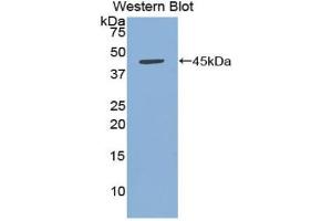 Western Blotting (WB) image for anti-Tumor Necrosis Factor (Ligand) Superfamily, Member 13b (TNFSF13B) (AA 7-128) antibody (ABIN2909171)