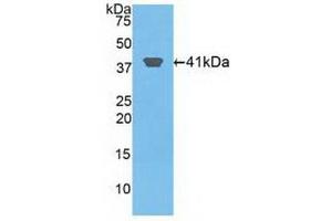 Western blot analysis of recombinant Human HIST2H2AA3. (HIST2H2AA3 antibody  (AA 1-130))