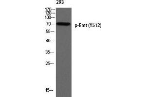 Western Blot (WB) analysis of 293 using p-Emt (Y512) antibody.