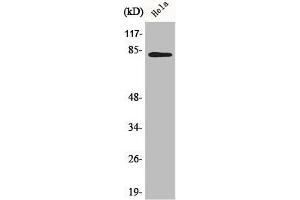 Western Blot analysis of 293 cells using BACH1 Polyclonal Antibody (BACH1 antibody  (Internal Region))