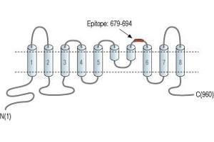 Representative domain view of the target of ABIN7234735. (Anoctamin 1, Calcium Activated Chloride Channel (ANO1) Peptide)