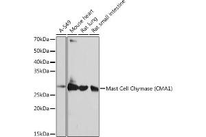 Western blot analysis of extracts of various cell lines, using Mast Cell Chymase (CM) (CM) Rabbit mAb (1480) at 1:1000 dilution. (CMA1 antibody)