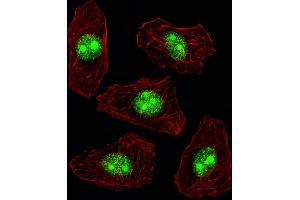 Fluorescent image of A549 cell stained with N Antibody (N-term) (ABIN389342 and ABIN2839451)/SH090227B. (NPM1 antibody  (N-Term))