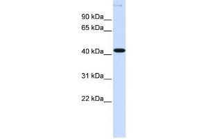 WB Suggested Anti-YBX2 Antibody Titration:  0. (YBX2 antibody  (N-Term))