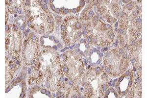 ABIN6272895 at 1/100 staining Mouse kidney tissue by IHC-P. (PYCR1 antibody  (Internal Region))