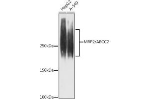 Western blot analysis of extracts of various cell lines, using MRP2/ antibody (ABIN7265737) at 1:1000 dilution. (ABCC2 antibody)