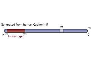 Image no. 3 for anti-Cadherin 5 (CDH5) (AA 26-194) antibody (ABIN967858) (Cadherin 5 antibody  (AA 26-194))
