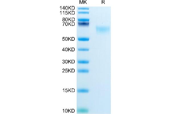 MADCAM1 Protein (AA 22-364) (His tag)