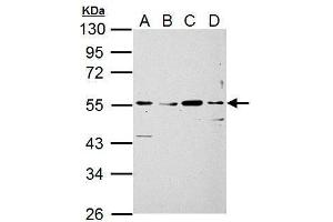 WB Image Siglec 7 antibody detects Siglec 7 protein by Western blot analysis.