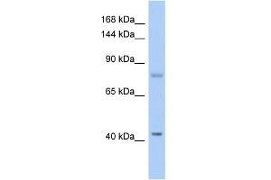 WB Suggested Anti-SH2D3C Antibody Titration: 0. (SH2D3C antibody  (N-Term))