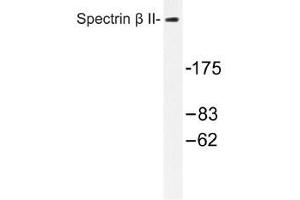 Image no. 1 for anti-Spectrin Beta, Non-Erythrocytic 1 (SPTBN1) antibody (ABIN317939) (SPTBN1 antibody)