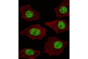 Fluorescent image of A549 cell stained with LMO4 Antibody . (LMO4 antibody  (AA 104-131))