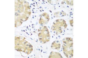 Immunohistochemistry of paraffin-embedded human stomach using TRH antibody (ABIN5974664) at dilution of 1/100 (40x lens). (TRH antibody)