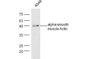 Human A549 lysates probed with Rabbit Anti-Actin Polyclonal Antibody, Unconjugated  at 1:5000 for 90 min at 37˚C. (Actin antibody  (AA 165-260))