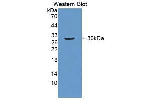 Western blot analysis of recombinant Human ATF1. (AFT1 antibody  (AA 3-213))