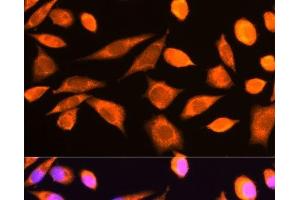 Immunofluorescence analysis of L929 cells using RPS20 Polyclonal Antibody at dilution of 1:100.