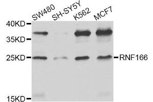 Western blot analysis of extracts of various cell lines, using RNF166 antibody. (RNF166 antibody)
