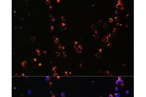 Immunofluorescence (IF) image for anti-CD27 Molecule (CD27) antibody (ABIN7259975)