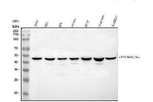 Western blot analysis of APOBEC3G using anti-APOBEC3G antibody (ABIN4886468).