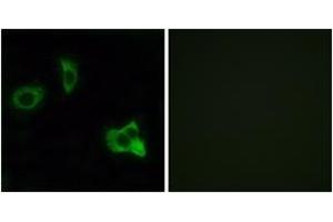 Immunofluorescence analysis of MCF7 cells, using OR8D1 Antibody.