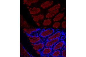 Immunofluorescence analysis of rat rectum cells using MUC2 Rabbit pAb (ABIN7268690) at dilution of 1:50 (40x lens). (MUC2 antibody  (AA 4850-4950))