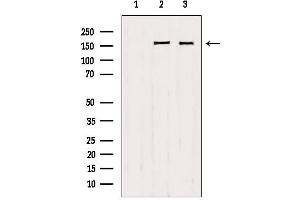 Western blot analysis of extracts from various samples, using Liprin alpha 1 antibody.