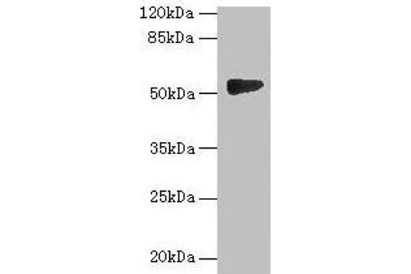 GTDC1 antibody  (AA 1-292)