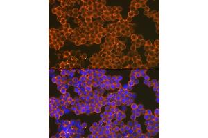Immunofluorescence analysis of Raw264 7 cells using CD82 Rabbit mAb (ABIN7266222) at dilution of 1:100 (40x lens). (CD82 antibody)