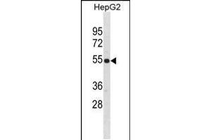 Western blot analysis in HepG2 cell line lysates (35ug/lane). (ZNF101 antibody  (AA 122-148))