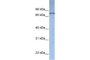 WB Suggested Anti-DPP3  Antibody Titration: 0. (DPP3 antibody  (N-Term))