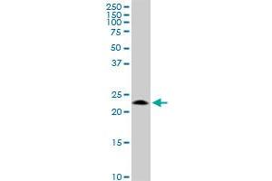 GCET2 monoclonal antibody (M19), clone 1E9. (GCET2 antibody  (AA 1-178))