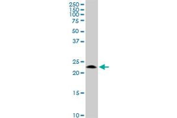 GCET2 antibody  (AA 1-178)