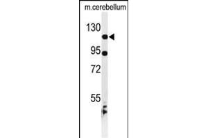Western blot analysis of KIF6 Antibody (N-term) (ABIN653516 and ABIN2842919) in mouse cerebellum tissue lysates (35 μg/lane). (KIF6 antibody  (N-Term))