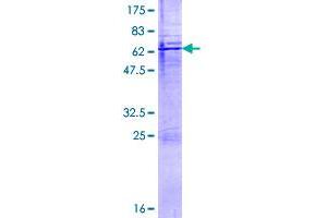 Cathepsin H Protein (CTSH) (AA 1-335) (GST tag)