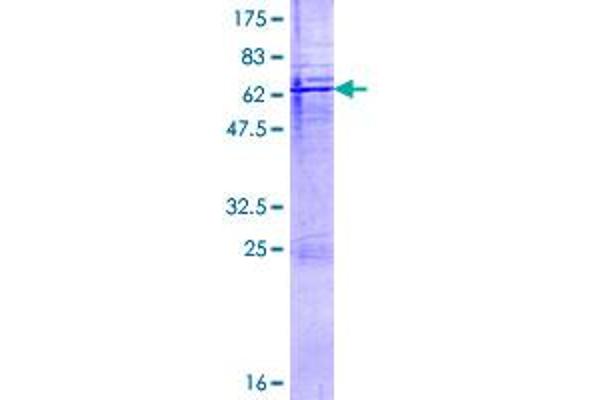 Cathepsin H Protein (CTSH) (AA 1-335) (GST tag)