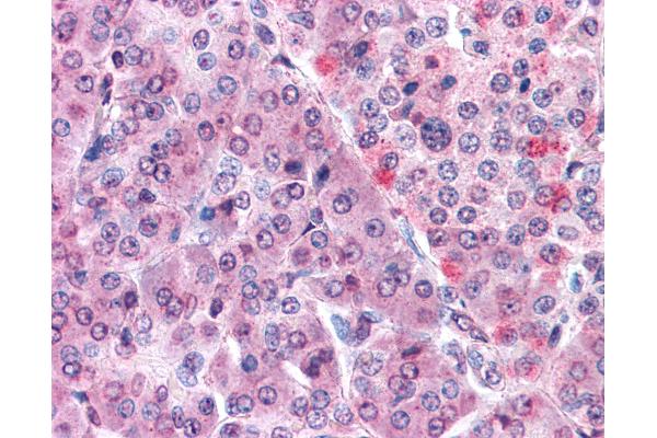 Malectin antibody  (Internal Region)