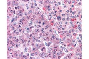 Anti-MLEC antibody IHC of human pancreas. (Malectin antibody  (Internal Region))