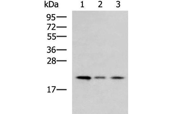 MRPL22 antibody