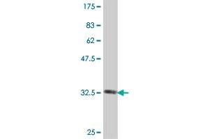 Western Blot detection against Immunogen (36. (AUH antibody  (AA 44-135))