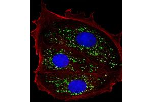 Immunofluorescent analysis of 4 % paraformaldehyde-fixed, 0. (TFF1 antibody  (AA 11-40))