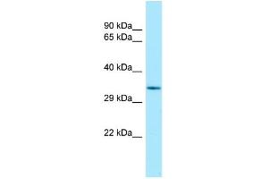 Host: Rabbit Target Name: Tcea1 Antibody Dilution: 1. (TCEA1 antibody  (C-Term))