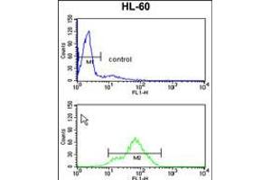 Flow cytometry analysis of HL-60 cells (bottom histogram) compared to a negative control cell (top histogram). (TSPAN1 antibody  (AA 140-167))