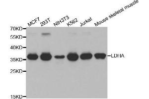 Western blot analysis of extracts of various cell lines, using LDHA antibody. (Lactate Dehydrogenase A antibody  (AA 1-332))