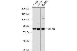 Western blot analysis of extracts of various cell lines using VPS33B Polyclonal Antibody at dilution of 1:1000. (VPS33B antibody)