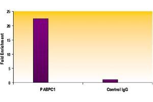 Chromatin Immunoprecipitation (ChIP) image for anti-H2A Histone Family, Member Z (H2AFZ) (C-Term) antibody (ABIN6971773)